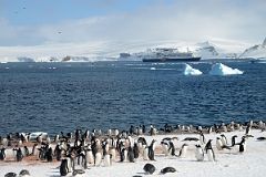 11A Gentoo Penguins On Aitcho Barrientos Island In South Shetland Islands With Quark Expeditions Antarctica Cruise Ship.jpg
